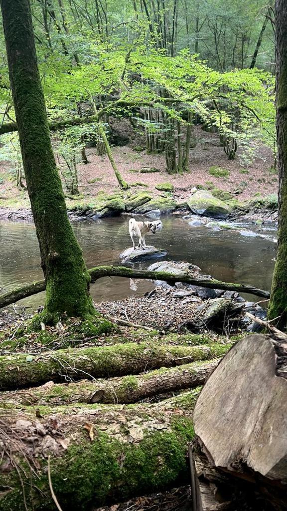 La Maison Attila En Ardennes Libin المظهر الخارجي الصورة